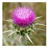 Kenger Otu(Cynara Cardunculus) Tohumu(5 tohum)