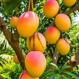 Kent Mango Fidanı – 2 Yaş Aşılı, Tüplü, 60–70 Cm | Lifsiz & Tatlı