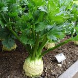 Kereviz (Apium graveolens) Fidesi (5 adet)