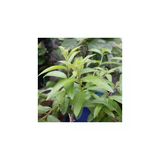 Keskin Kokulu Limon Otu Melisa Fidanı 10-20 Cm