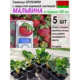 Kfh "u Makaryca" Malvina Çilek Fidesi 5 Adet Saksıda 413927075