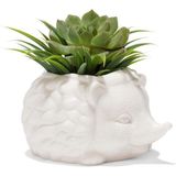 Kikkerland – Kirpi Saksısı - Sevimli Seramik Hayvan Sukulent Bitki Saksısı - 7,8 cm x 14,8 cm x 13 C