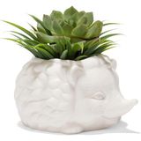 Kikkerland Kirpi Saksısı - Sevimli Seramik Hayvan Sukulent Bitki Saksısı - 7,8 cm x 14,8 cm x 13 cm - Standart