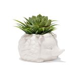 Kikkerland – Kirpi Saksısı - Sevimli Seramik Hayvan Sukulent Bitki Saksısı - 7,8 cm x 14,8 cm x 13 cm