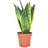 Kılıç Çiçeği 40 cm Paşa Kılıcı Sansevaria Peygamber Kılıcı Çiçeği
