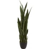 Kılıç Çiçeği Paşa Kılıcı 40-60 Cm Peygamber Kılıcı Ev Bitkisi Ofis Bitkisi Salon Bitkisi