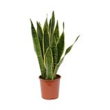 Kılıç Çiçeği Paşa Kılıcı Sansevaria Ev Bitkisi Salon Bitkisi 20 Cm.