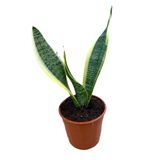 Kılıç Çiçeği Sanseveria 20-30 cm