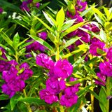 Kına Çiçeği Tohumu - 2- IMPATIENS BALSAMINA (~ Takribi 40 Tohum)