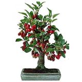 Kiraz Bonzai Ağacı Tohumu 5 Adet Bonsai Ağacı Tohumu