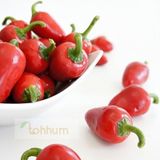 Kiraz Cherry Biber Tohumu