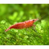 Kiraz Karides ( Neocardina Davidii ) 2 Adet
