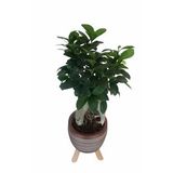 Kiremit Rengi Damla Saksıda Ficus Ginseng Bonsai