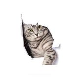Kırık Cam Efekti Kedi Araba Oto Sticker Etiket Z2