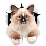 Kırık Cam Efekti Kedi Araba Oto Sticker Etiket Z8