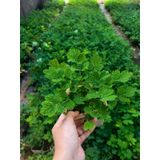 Kırlangıç Otu Fidesi Chelidonium Majus Canlı Bitki