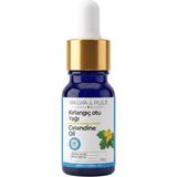 Kırlangıç Otu Yağı (Sabit Yağ) 10 ml - %100 Doğal ve Saf