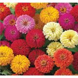 Kirli Hanım Çiçeği Tohumu ( Büyük Çiçekli Zinnia ) Karışık Renkli - 5 Tohum