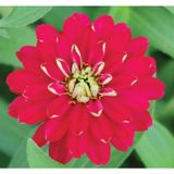 Kirli Hanım ( Zinnia İri Çiçek ) Kırmızı Beyaz Renkli - 5 Tohum