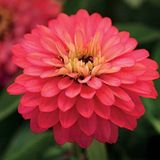 Kirli Hanım ( Zinnia İri Çiçek ) Somon Renkli - 5 Tohum