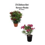 Kırmız Zakkum+Pembe Renk Zakkum Fidanı Saksılı/Tüplü 2'li Bahçe Peyzaj Seti, SRD04022025BYB736