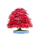 Kırmızı Acer Rubrum Bonsai Ağacı Tohumu+Saksı+Toprak+Hediye Tohum