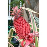 Kırmızı Ananas Fidanı 3 Yaş 50 Cm
