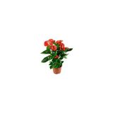 Kırmızı Antoryum Çiçeği Fidanı 10-20 Cm