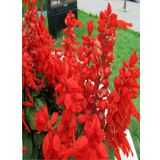 Kırmızı Ateş Çiçeği Salvia Splendens Red Tohumu 30 Adet