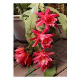 Kırmızı Atlas Çiçeği 1 Adet Saksılı 15-20Cm (Epiphyllum)