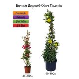 Kırmızı Begonvil Çiçeği Fidanı+Sarı Yasemin Fidanı 2'li Bahçe Peyzaj Seti, BTS0001NA2012