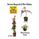 Kırmızı Begonvil Çiçeği+Mor Salkım Ağacı Fidanı Mezem Çiçeği Hediyeli Bahçe Peyzaj Seti