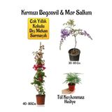 Kırmızı Begonvil Çiçeği+Mor Salkım Ağacı Fidanı Tül Kuşkonmaz Hediyeli Bahçe Peyzaj Seti, BTS01NA0063