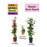 Kırmızı Begonvil+Kokulu Hanımeli Çiçeği+Buz Çiçeği Hediyeli 3