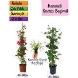 Kırmızı Begonvil+Kokulu Hanımeli Çiçeği+Kurdele Çiçeği Hediyeli 3'lü Peyzaj Seti