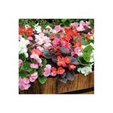 Kırmızı Begonya Çiçeği Fidesi Fidanı 10-20 Cm