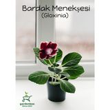 Kırmızı-Beyaz Bardak Menekşesi 1 Adet Saksılı 10-15CM (Gloxinia)