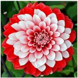 Kırmızı Beyaz Dahlia Yıldız Çiçek Soganı 2 Adet-3629600624