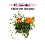 Kırmızı Beyaz-Turuncu Renk Gazanya Çiçeği 2 Adet Saksılı Balkon/Teras Bitkisi, SRD03022025BYB141