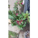 Kırmızı Cestrum Çiçeği, Canlı Pembe-Kırmızı Çiçekli Süs Bitkisi, Bahçe ve Saksı İçin İdeal