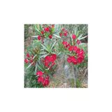 Kırmızı Çiçek Açan Zakkum Fidanı 30-60 Cm