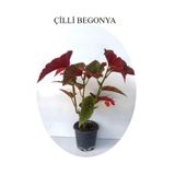Kırmızı Çiçekli Çilli Begonya Çiçeği 1 ADET Saksılı 20-40cm Salon Balkon Çiçeği