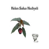 Kırmızı Çiçekli Çilli Begonya Çiçeği Sevgililer Gününe Özel Helen Saksı Hediyeli, BTS001NA2465