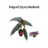 Kırmızı Çiçekli Çilli Begonya Çiçeği Sevgililer Gününe Özel Helen Saksı Hediyeli, SRD30012025BYB665