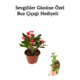 Kırmızı Çiçekli Kaktüs Milli Dikenler Tacı Sevgililer Gününe Özel Buz Çiçeği Hediyeli, BTS001NU080219