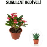 Kırmızı Çiçekli Kaktüs Milli Dikenler Tacı Sevgililer Gününe Özel Sukulent Hediyeli