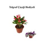 Kırmızı Çiçekli Kaktüs Milli Dikenler Tacı Sevgililer Gününe Özel Telgraf Hediyeli, BTS001NU020219
