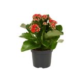 Kırmızı Çiçekli Kalanşo (Kalanchoe) Çiçeği Ithal Büyük Boy, SRD30012025BYB1039