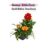 Kırmızı Dahlia 1 Adet Turuncu- Pembe Beyaz Gazanya Çiçeği 2 Adet Balkon Çiçeği, SRD03022025BYB109