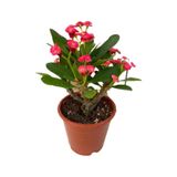 Kırmızı Dikenler Tacı 10-20 Cm Japon Iğnesi Euphorbia Milii